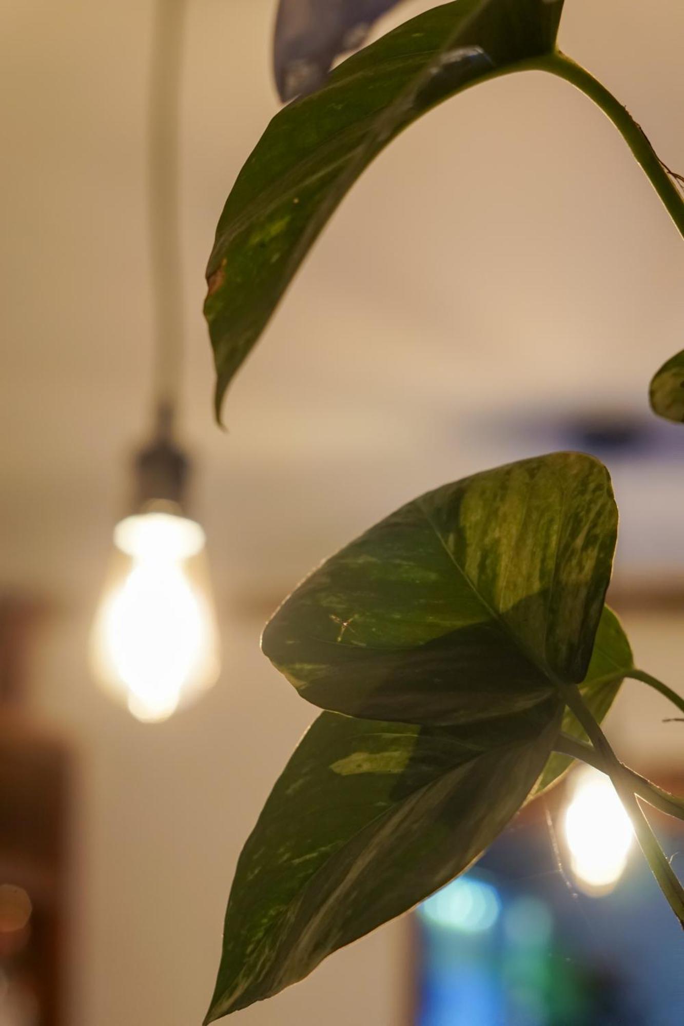 La Puesta Del Sol B&B Puerto Carrillo Dış mekan fotoğraf
